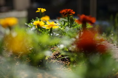 庭のマリーゴールド