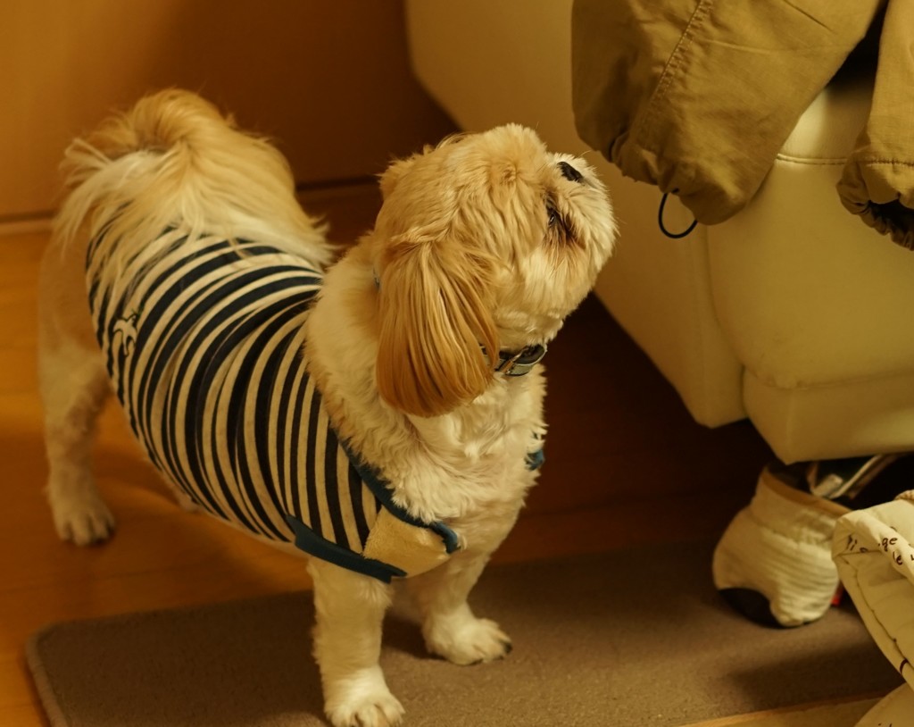 ズボンの紐だ!!