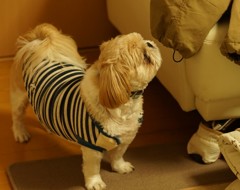 ズボンの紐だ!!