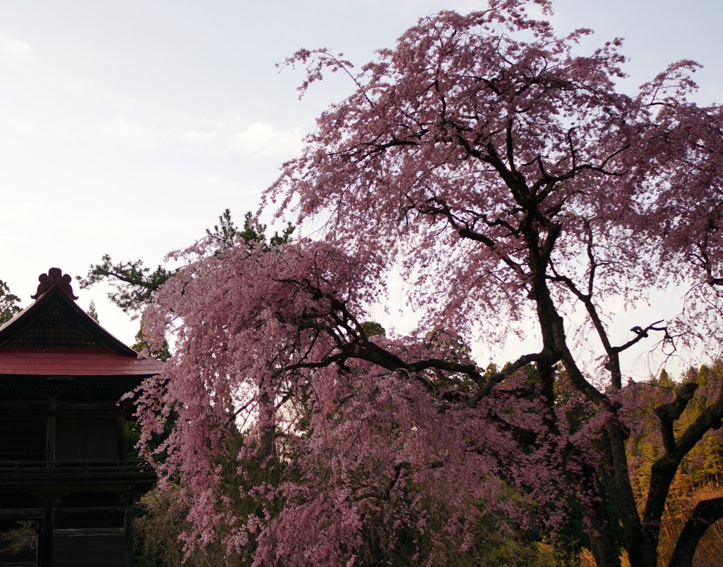 多宝院・・・しだれ桜