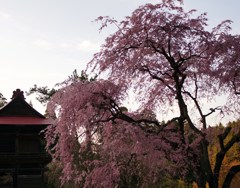 多宝院・・・しだれ桜