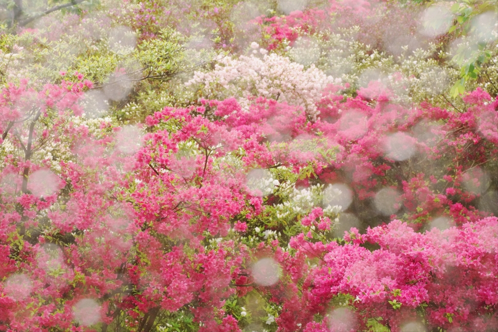 水滴とツツジ