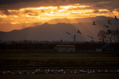 刈田の早朝風景(ハクガン)