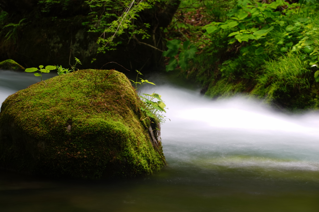 奥入瀬へ行こう!・・・Ⅱ
