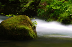 奥入瀬へ行こう!・・・Ⅱ