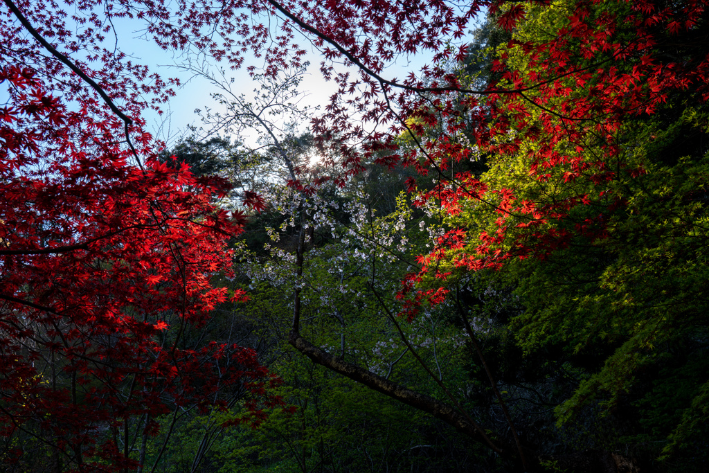 桜と春紅葉
