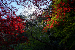 桜と春紅葉