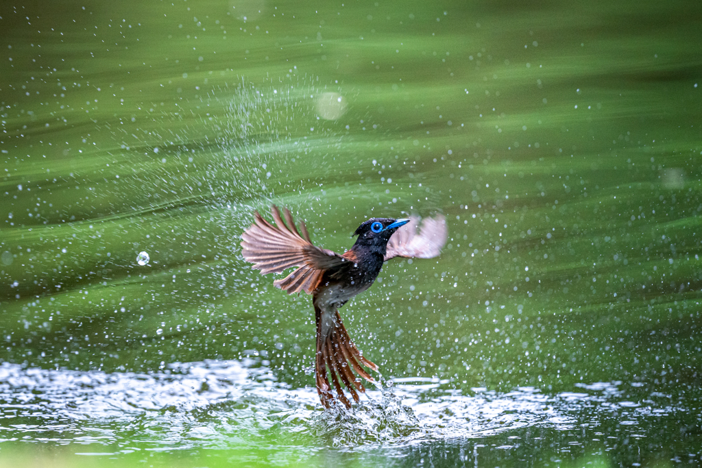 水浴び(サンコウチョウ)