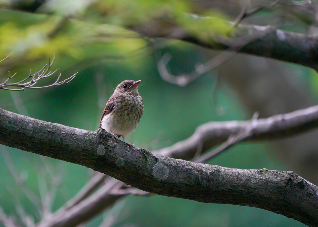 キビタキ若鳥