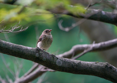 キビタキ若鳥