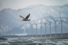 カモメと風車と白神山地