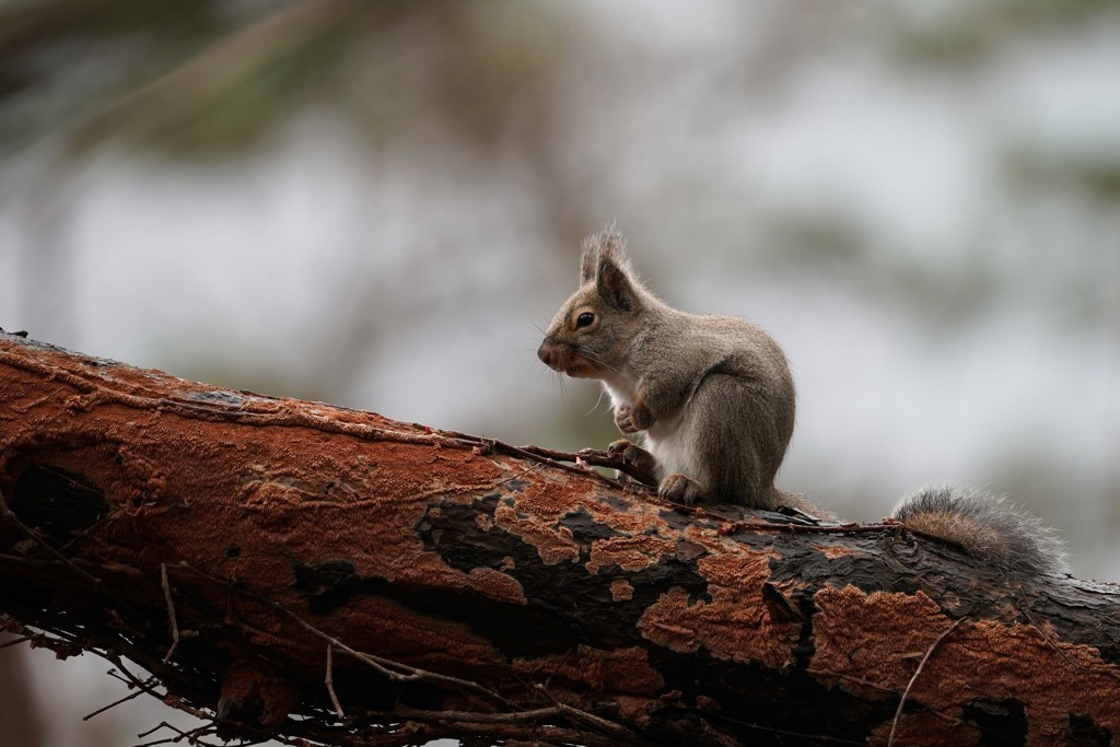 隠れてるつもりですが・・・