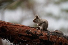 隠れてるつもりですが・・・
