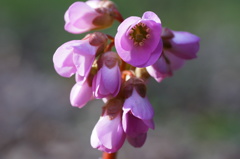 ヒマラヤユキノシタ