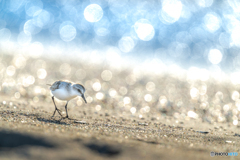 海辺の小鳥