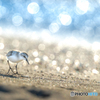 海辺の小鳥
