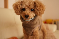 ペットホテルから帰宅