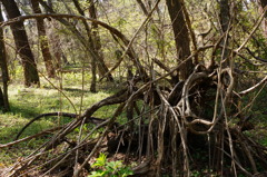 松原のモンスター