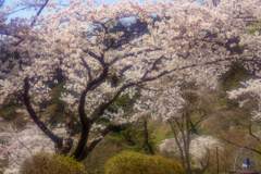 大きな桜雲の下で