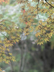 雨の青もみじ