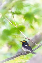 春紅葉の中で・・・