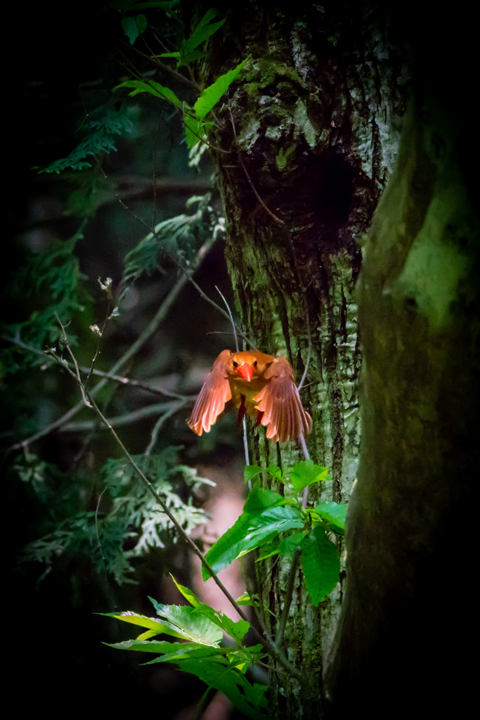 アカショウビン