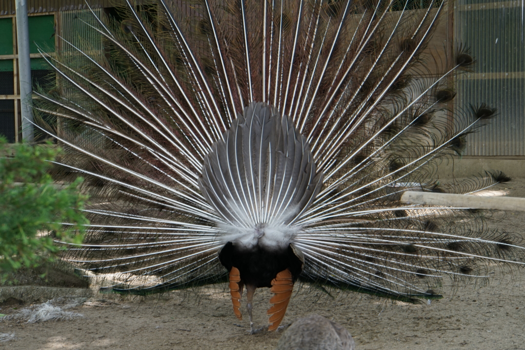 扇の舞・・・後