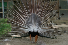 扇の舞・・・後