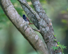 サンコウチョウ若鳥