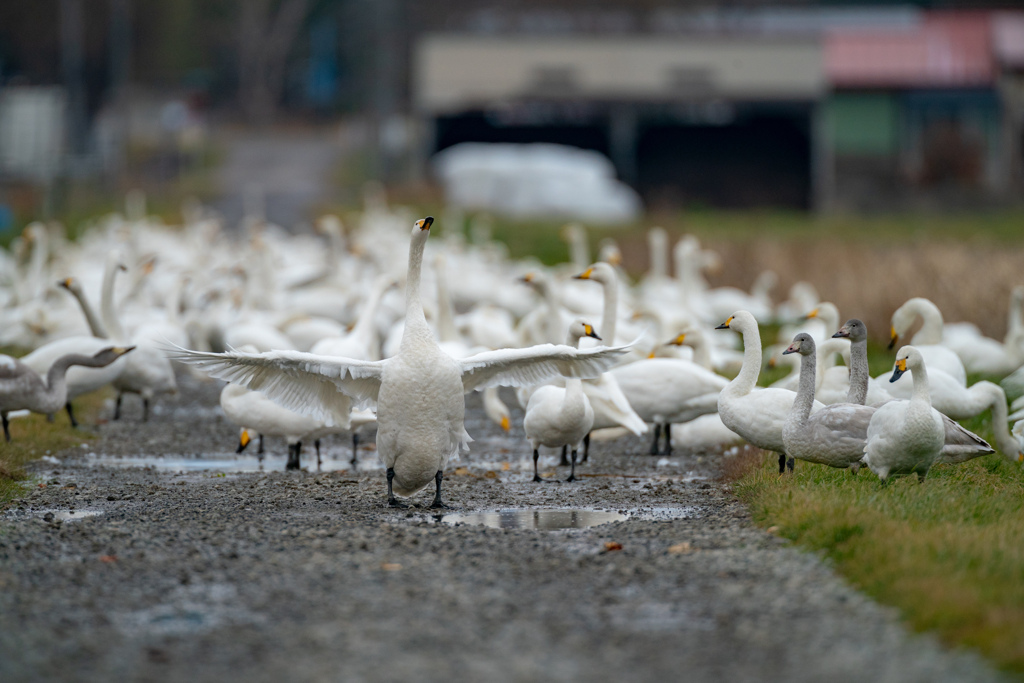 立ち入り禁止! 本日白鳥天国