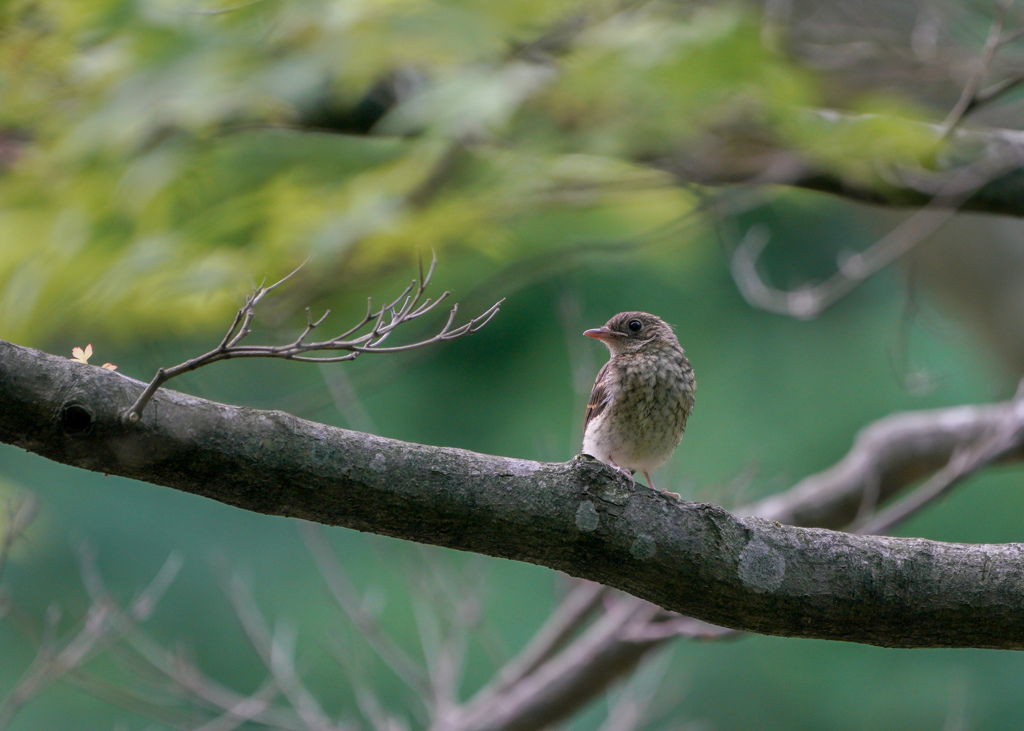 キビタキ若鳥