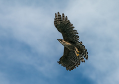 青空に舞う