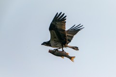 空舞うウグイ