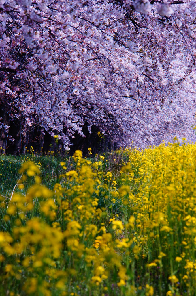 桜菜の道
