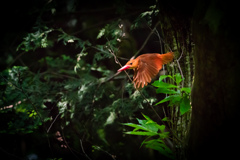 アカショウビン