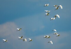 アマサギ飛行隊