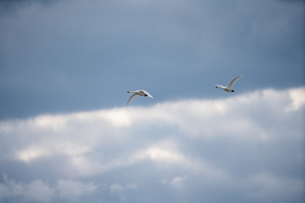 白鳥の飛行