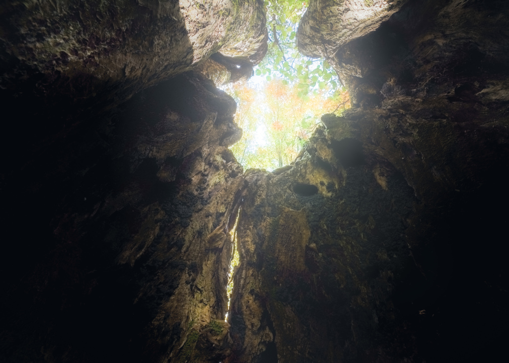 橅の樹洞