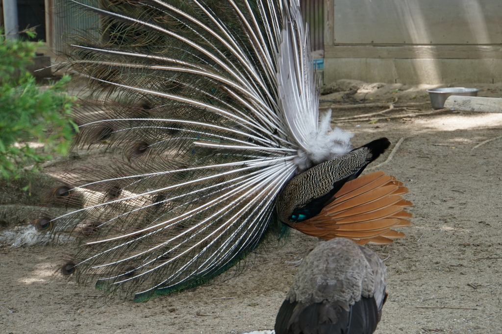 扇の舞・・・横