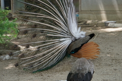 扇の舞・・・横