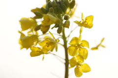 菜の花
