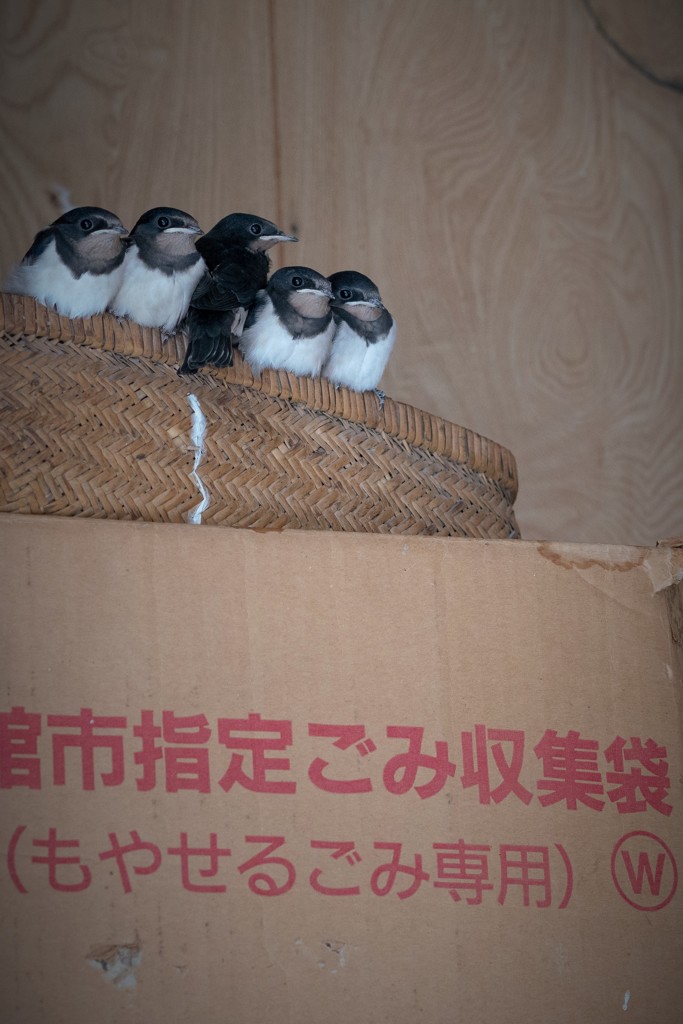 燕の巣立ち