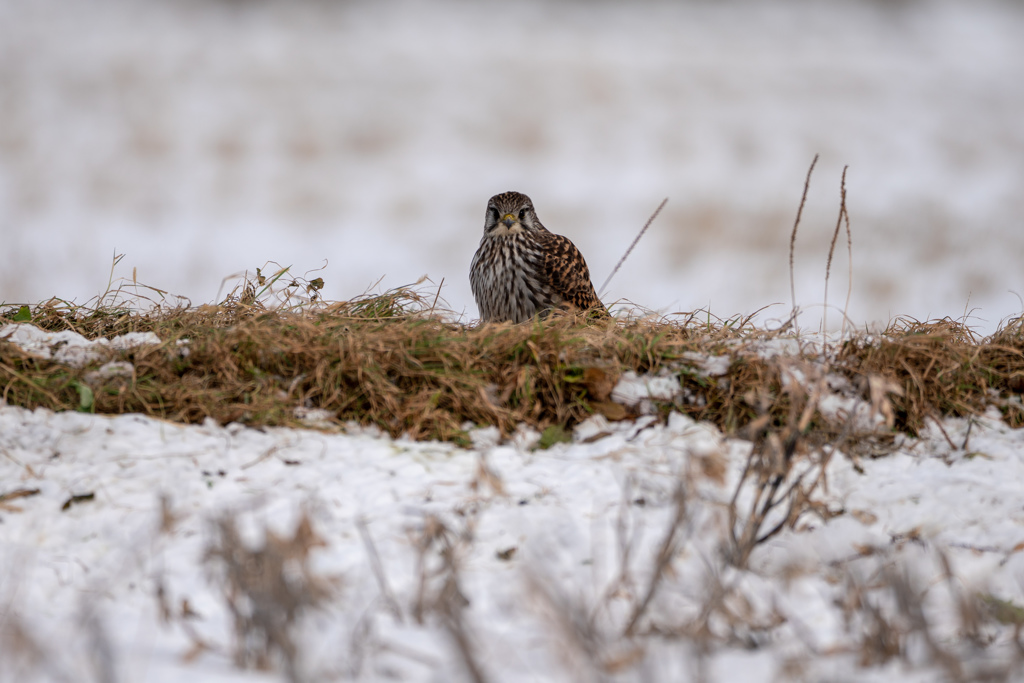 チョウゲンボウ