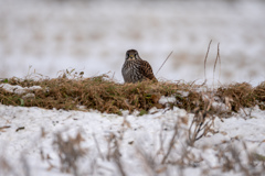 チョウゲンボウ