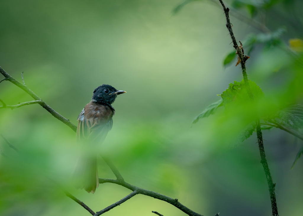 サンコウチョウ若鳥の巣立ち