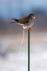 今年の運だめし