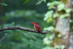 紫光のアカショウビン