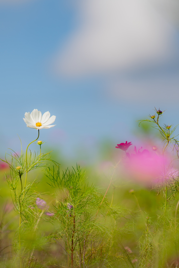 コスモス