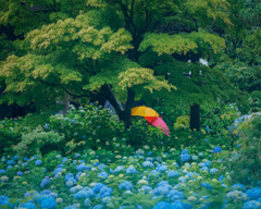あじさい寺