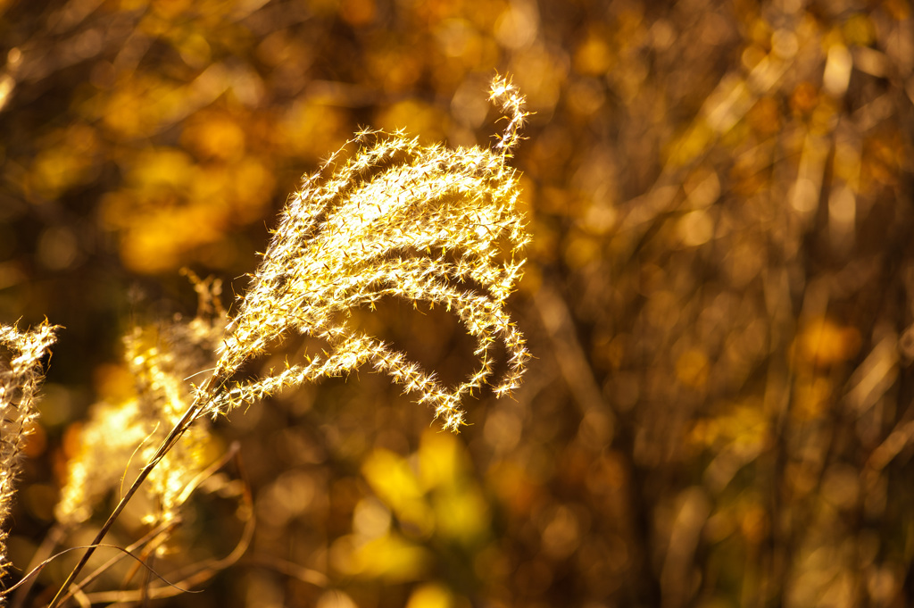 _DSC0083